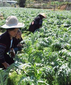 cánh đồng cây hoa atiso- Cao atiso sapa