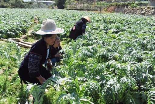 cánh đồng cây hoa atiso- Cao atiso sapa