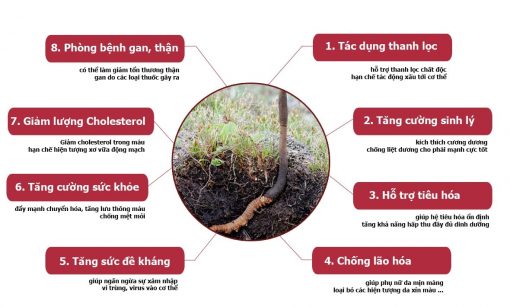 tác dụng cao atiso sapa